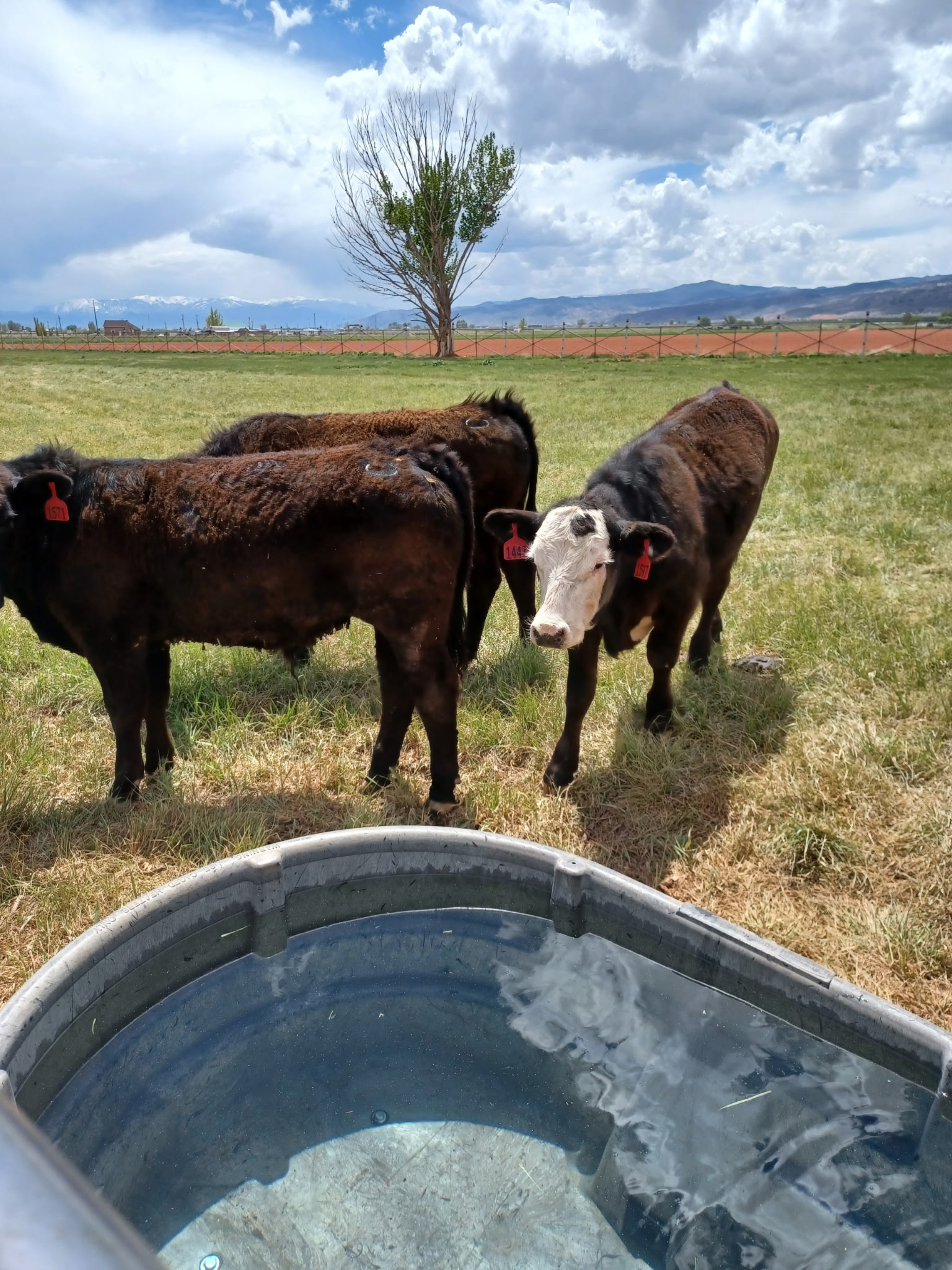 cattle grazing on lush pasture, wide angle, rustic fencing, golden hour light